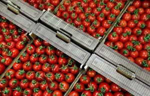 Ткачев: турецкие томаты могут прийти на российский рынок в межсезонье